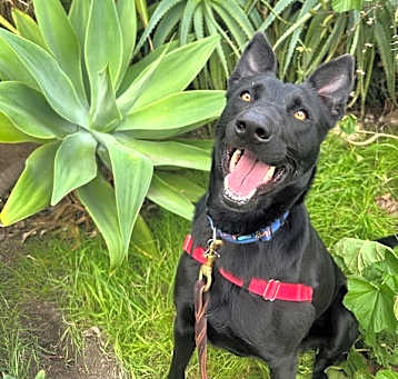 Photo of Mamba