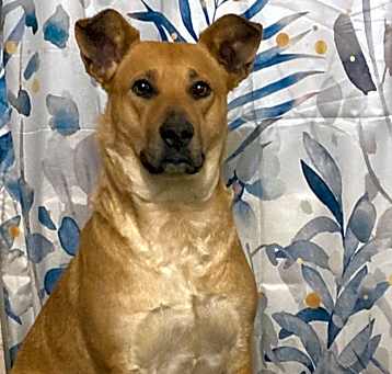Photo of Peaches