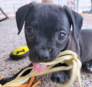 Photo of Pepper