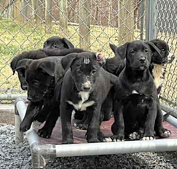 Photo of Lab Border Collie Mix Pups Boy