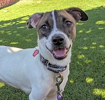 Photo of Shamrock