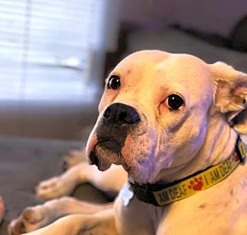 Photo of Zoey *Adoption Pending*