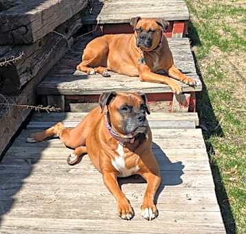 Photo of Lily *Bonded to Daisy*