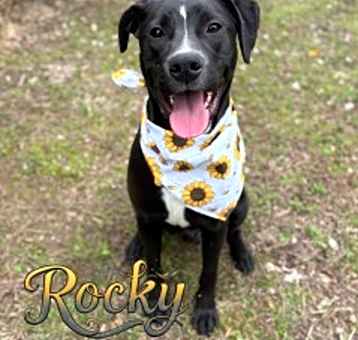 Photo of Rocky 124683