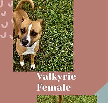 Photo of Valkyrie
