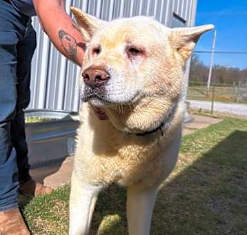Photo of Koda