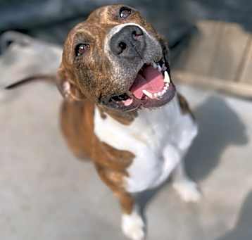 Photo of Willow