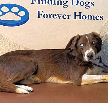 Photo of Brownie