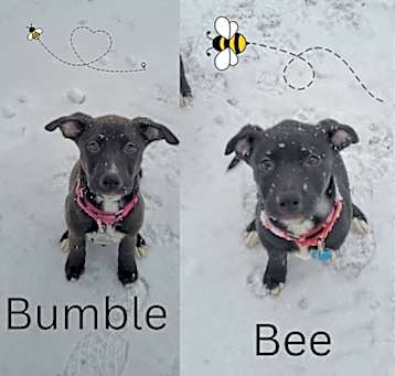 Photo of Bumble