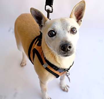 Photo of Borris