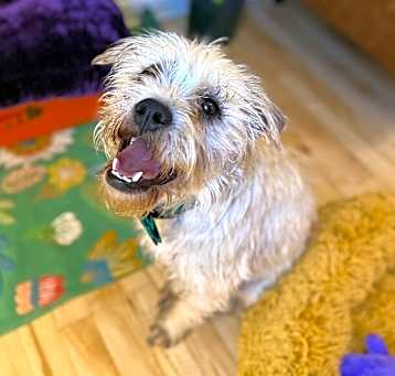 Photo of Goose Good Boy