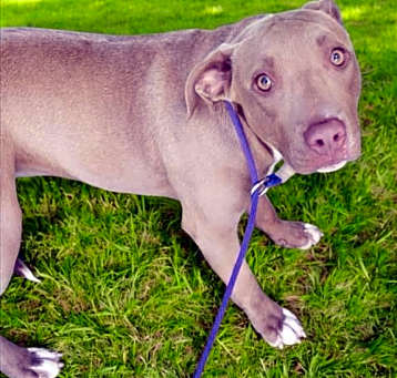 Photo of HAZEL