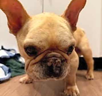 Photo of Percy