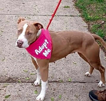 Photo of Daisie