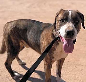 Photo of Atlas