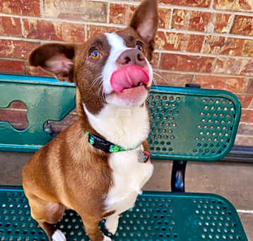 Photo of Ollie