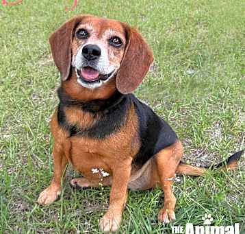Photo of Bailey