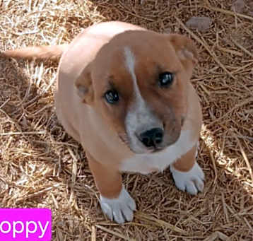 Photo of Poppy