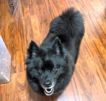 Photo of Bear