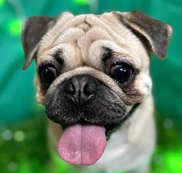 Photo of Mugsy