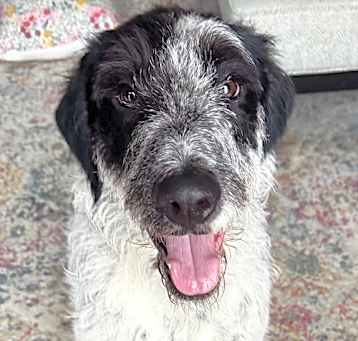 Photo of Snuffy