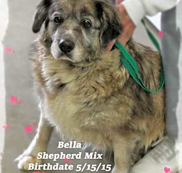 Photo of Bella