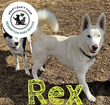 Photo of Rex