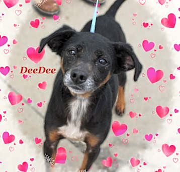 Photo of DeeDee