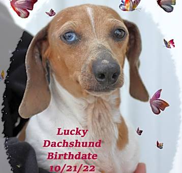 Photo of Lucky