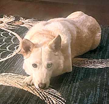 Photo of Mila