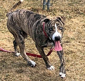 Photo of Yogi