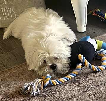 Photo of Yoshi