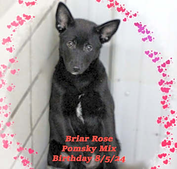 Photo of Briar Rose