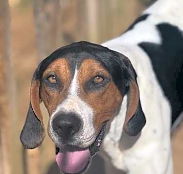 Photo of Carson