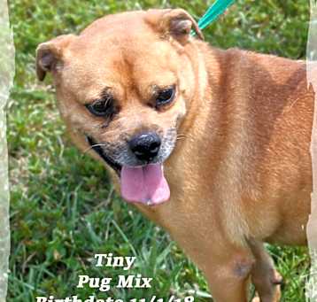 Photo of Tiny