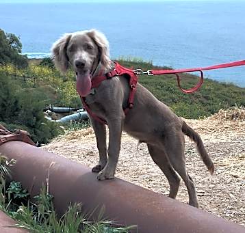 Photo of Oso