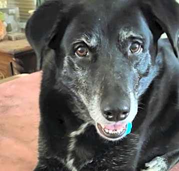 Photo of Shadow