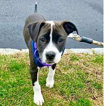Photo of Ripple (Zion Litter)