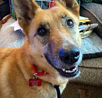 Photo of Nova