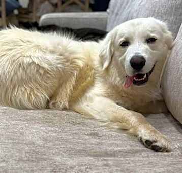Photo of Sully