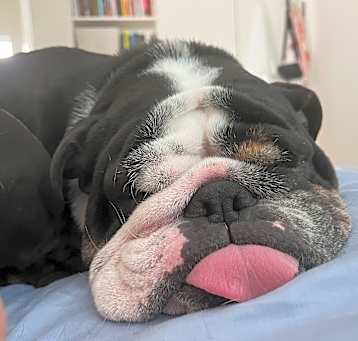 Photo of Bronson