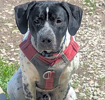 Photo of Huckleberry