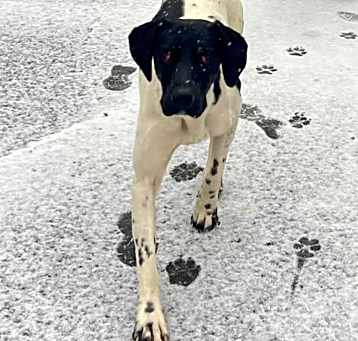 Photo of Finley