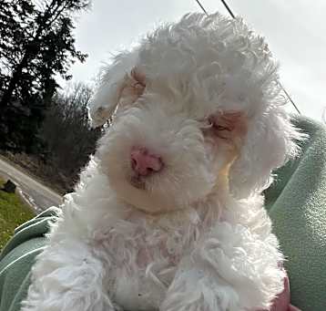Photo of Polar