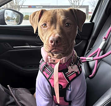 Photo of Honey