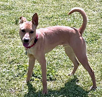 Photo of Roscoe *LOCAL*