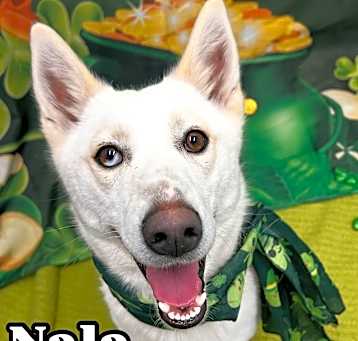 Photo of Nala