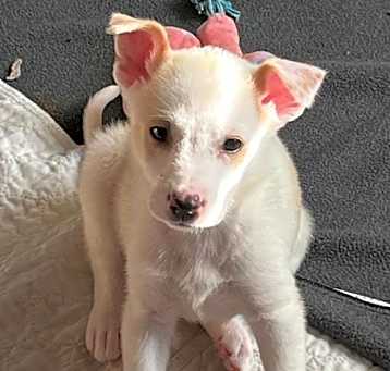 Photo of Beta