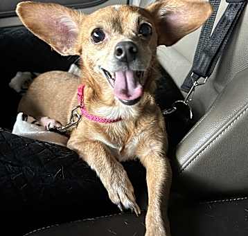 Photo of Dolly