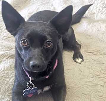 Photo of Willow